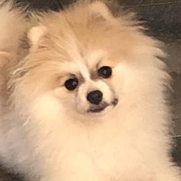 Leon - Pomeranian