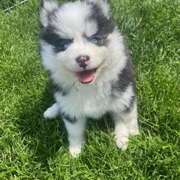 Pomsky Puppies from Urban Miracle’s
