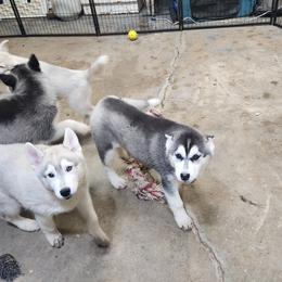 Siberian Husky Puppies from Spirit of the Moon Siberians