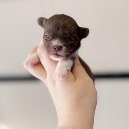 Molly - Chocolate female Chihuahua puppy in Harrison, Michigan from Cloud9 Chihuahuas