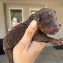 Female tri - Red tri-color female Aussiedoodle puppy in Spring Hill, Florida from Pawprint Dreams Boarding and Kennel