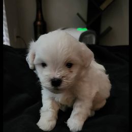 Havanese Puppies from Marcia Hamlet