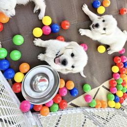 Golden Retriever Puppies from Pushin’ Sand Goldens