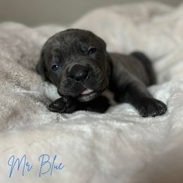 Cane Corso Puppies from Iron Will Cane Corso