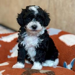 Checkers - Parti male Poodle puppy in Wharton, Texas from In the Red Poodles