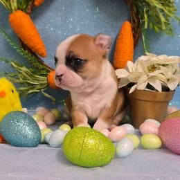 Dark Fawn Girl - Seal brindle and white female Boston Terrier puppy in San Antonio, Texas from JT Bostons