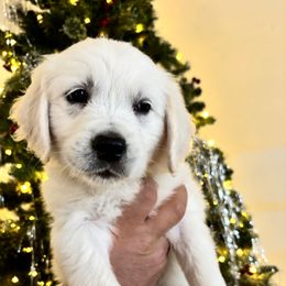 Mars (yellow) - Light golden female Golden Retriever puppy in Pahrump, Nevada from Southern Nevada Goldens