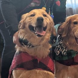 Bernese Mountain Dogs, Golden Mountain Dogs, and Golden Retrievers from Spraggins Sweet Acres