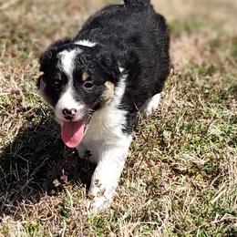Border Collie Puppies from Bond Border Collies