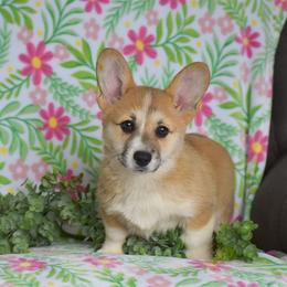 Delight - Red female Pembroke Welsh Corgi puppy in Morgantown, Pennsylvania from GoldStar Corgis (License Number 18519)