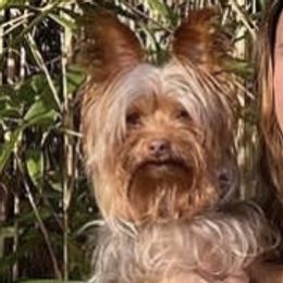 Bailey - Yorkshire Terrier