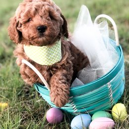 Goldendoodle Puppies from Hello Goldendoodle