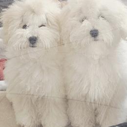 Bolognese, Mudi, and Toy Fox Terrier All Grown Up from JANUS SHOW DOGS