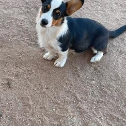 Chewy - Black and tan male Pembroke Welsh Corgi puppy in Hesperia, California from Amatskennel - Stubby Tails Ranch