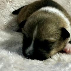 Lingonberry - Gray female Swedish Vallhund puppy in Cameron, North Carolina from Firefly Farms