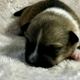 Lingonberry - Gray female Swedish Vallhund puppy in Cameron, North Carolina from Firefly Farms