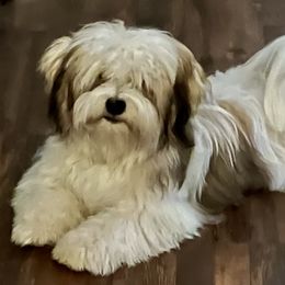 Drago - Havanese