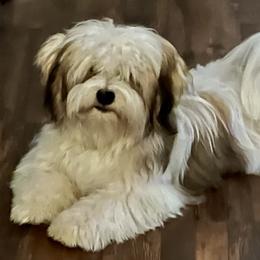 Drago - Havanese