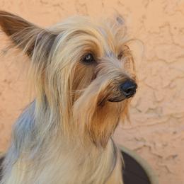 Shih Tzus and Yorkshire Terriers from Shih Tzu Miami
