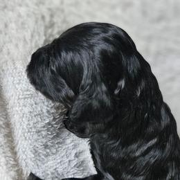 Vlad - Black male Goldendoodle puppy in Kansas City, Missouri from Poppy's Doodles