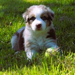 Reeses - Red merle Australian Shepherd puppy in Chester, South Carolina from Faith Built Ranch
