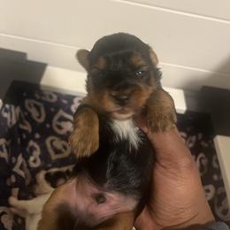 Bart - Black and tan male Yorkshire Terrier puppy in Gastonia, North Carolina from Precious pups dynasty kennel