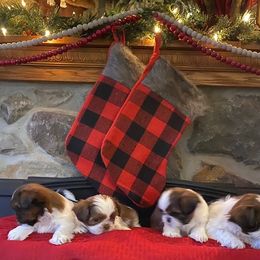 Shih Tzu Puppies from Starr Thomas