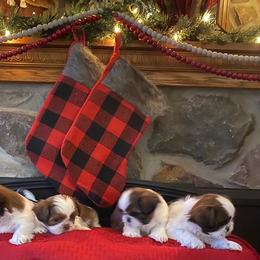 Shih Tzu Puppies from Starr Thomas