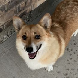 Ale - Pembroke Welsh Corgi