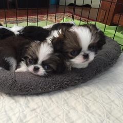 Japanese Chin Puppies from Dizzy Japanese Chin