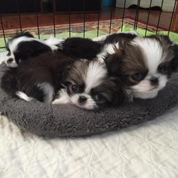 Japanese Chin Puppies from Dizzy Japanese Chin