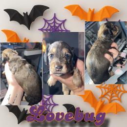 Lovebug - Red female Dachshund puppy in Terre Haute, Indiana from King Duke Dachshunds
