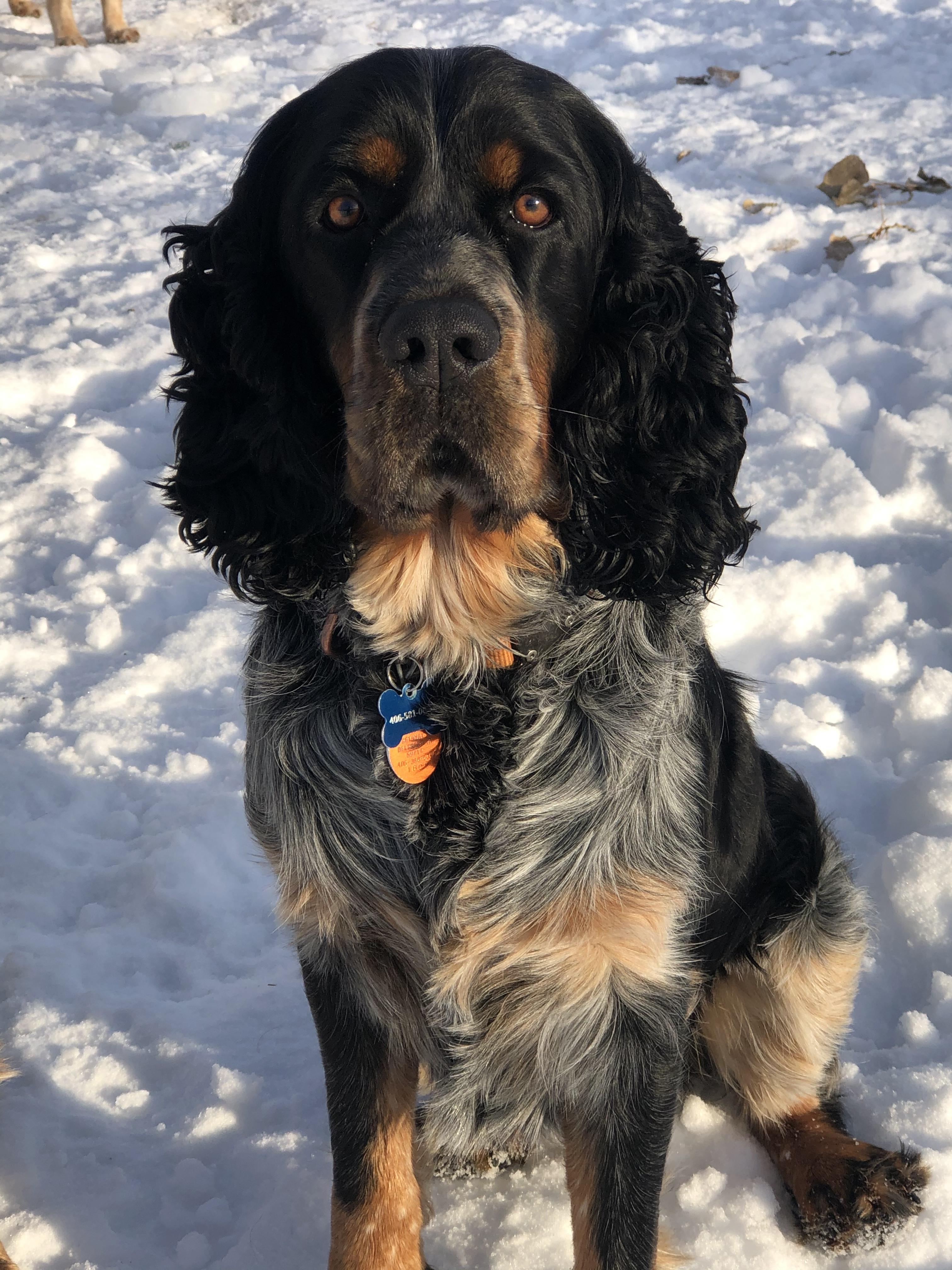 Archie