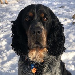 Archie - English Springer Spaniel