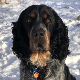 Archie - English Springer Spaniel