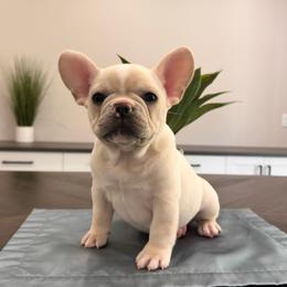 Cream (Black Collar) - Cream male French Bulldog puppy in Smithfield, North Carolina from Roughneck Frenchies