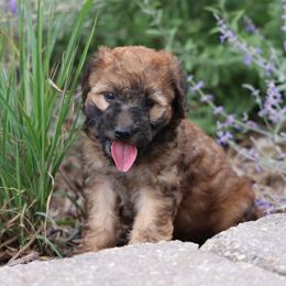 Preston - Wheaten male Whoodle puppy in West Bend, Iowa from Blue Skies Terriers