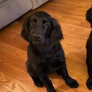 Flat-Coated Retrievers from Firecrest Kennels