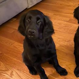 Flat-Coated Retrievers from Firecrest Kennels