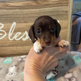 CKC Girl 1 green - Piebald female Dachshund puppy in Grand Valley, Pennsylvania from Dachshunds on the Hill