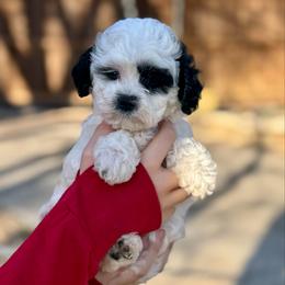 Light Fury - Parti female Goldendoodle puppy in Haltom City, Texas from Ohana Doodles