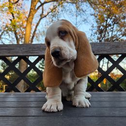 Otis 1550.00 - Red and white male Basset Hound puppy in Denison, Texas from Emma Lou's Baby Bassets