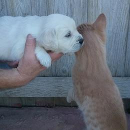 Golden Retriever Puppies from Trusted Valley Retrievers
