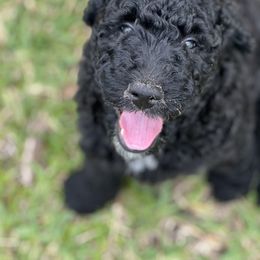 Goldendoodle Puppies from Bianca Bleu Goldendoodles