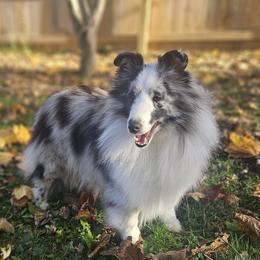 Pickle - Shetland Sheepdog