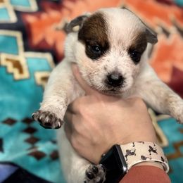Australian Cattle Dog Puppies from Hangin R Kennels