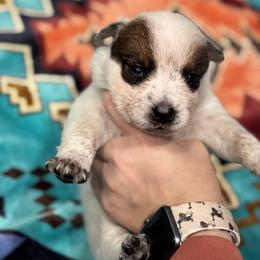 Australian Cattle Dog Puppies from Hangin R Kennels