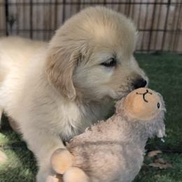 Girl 1 - female Golden Retriever puppy in Sparta, Tennessee from Poso Creek Corgis