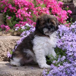 Mocha Girl - Brown female Whoodle puppy in West Bend, Iowa from Blue Skies Terriers