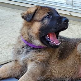 German Shepherd Puppies from Wind Dance German Shepherds